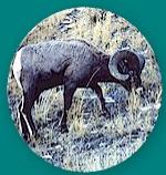 Ram2.jpg (14347 bytes)