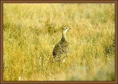 JPG -- Picture of Species