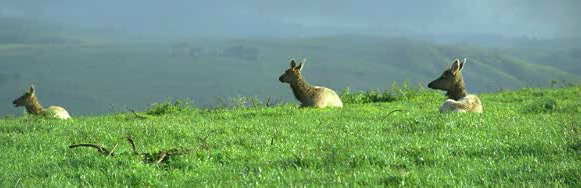 Elk resting near Tomales Point